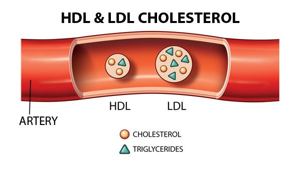 Mỡ máu tốt (HDL-cholesterol)