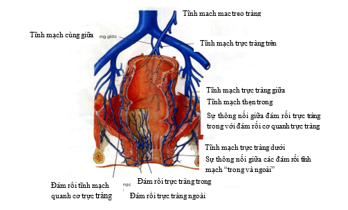 Hệ thống mạch máu và mạch bạch huyết của trực tràng