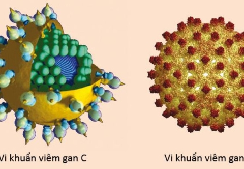 Viêm gan B và viêm gan C có làm tăng nguy cơ ung thư gan không