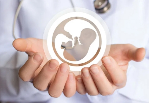 Đột phá trong điều trị sinh sản: Thụ thể Prostaglandin hỗ trợ quá trình làm tổ của phôi