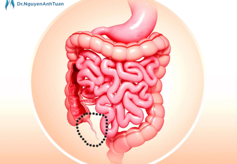 Ruột thừa có thực sự “thừa”? 